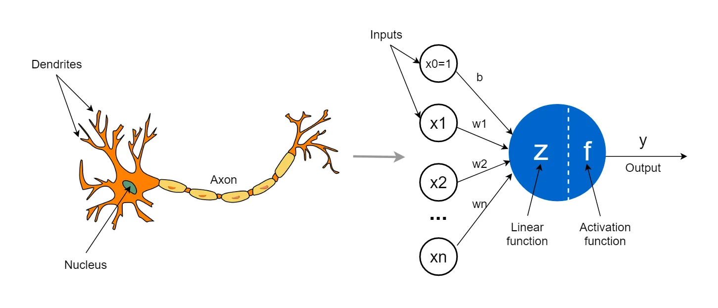 Figure 2: Diagram of Neuron(left) and Perceptron in AI model (right)